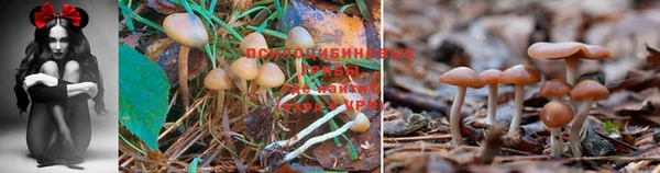 а пвп мука Богданович